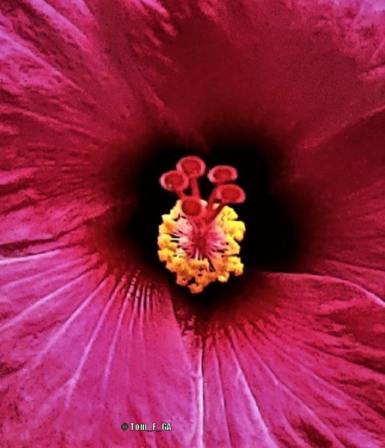 Tropical Hibiscus (Hibiscus rosa-sinensis ‘Pink Versicolor’) in the