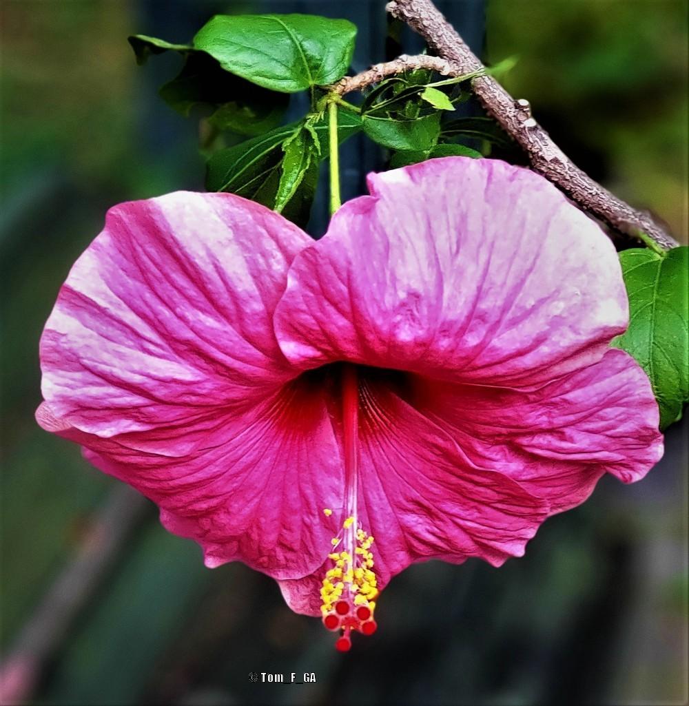 Photo of the bloom of Tropical Hibiscus (Hibiscus rosa-sinensis ‘Pink