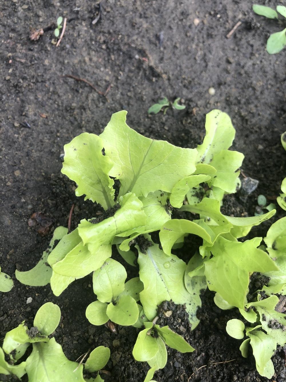 What's eating my lettuce in the Ask a Question forum