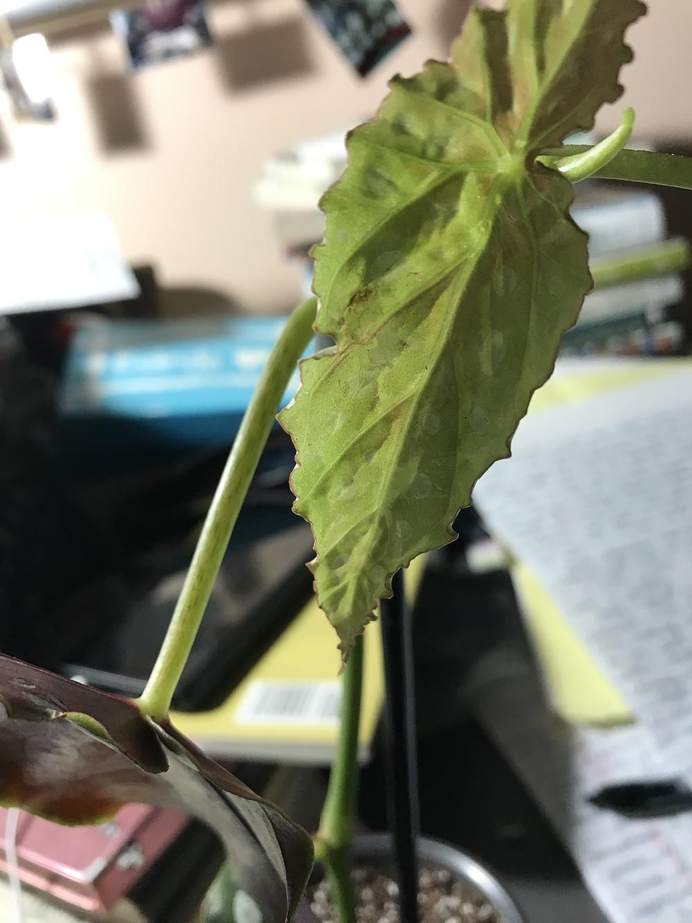 Drooping Begonia Maculata HELP in the Ask a Question forum