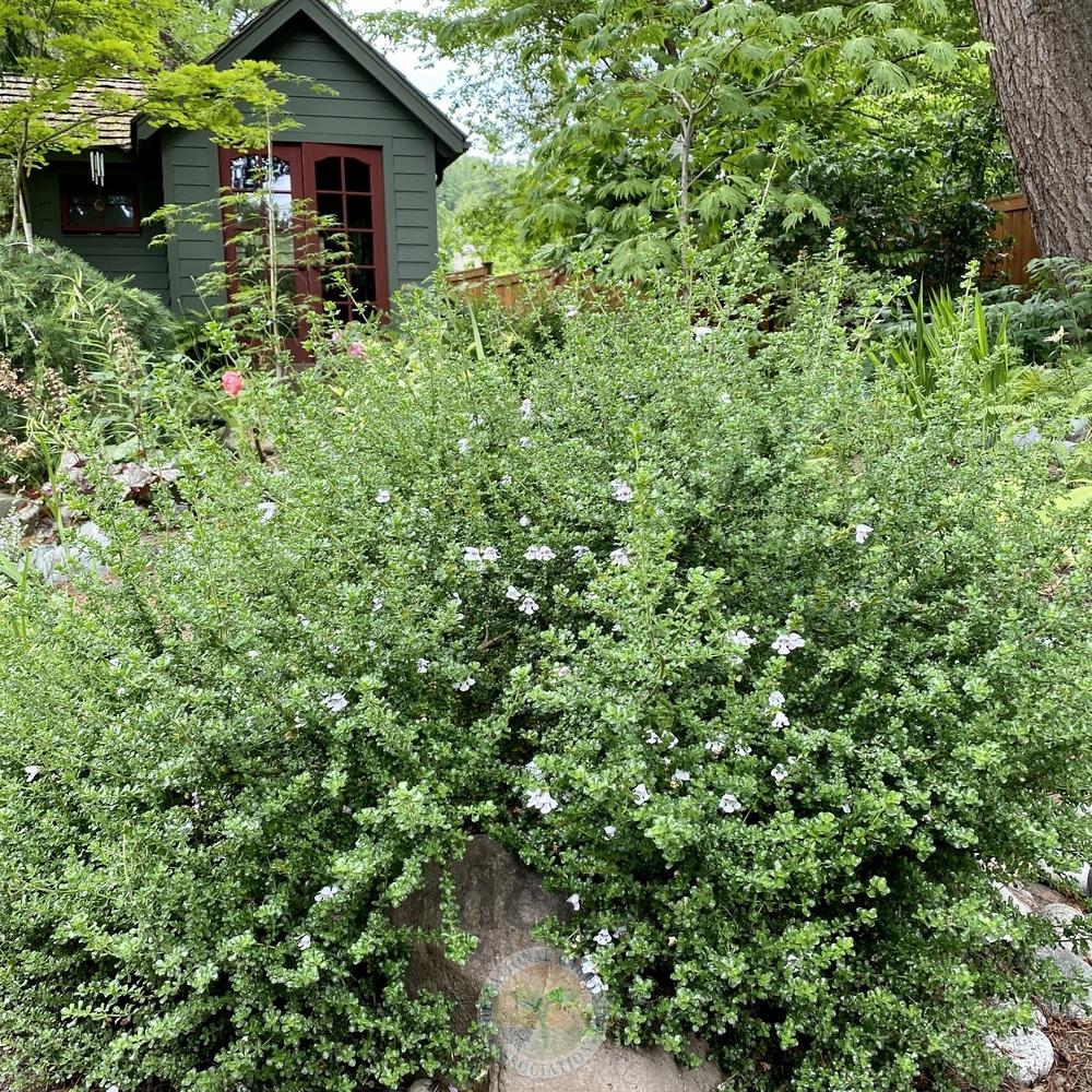 Alpine Mint Bush (Prostanthera cuneata)