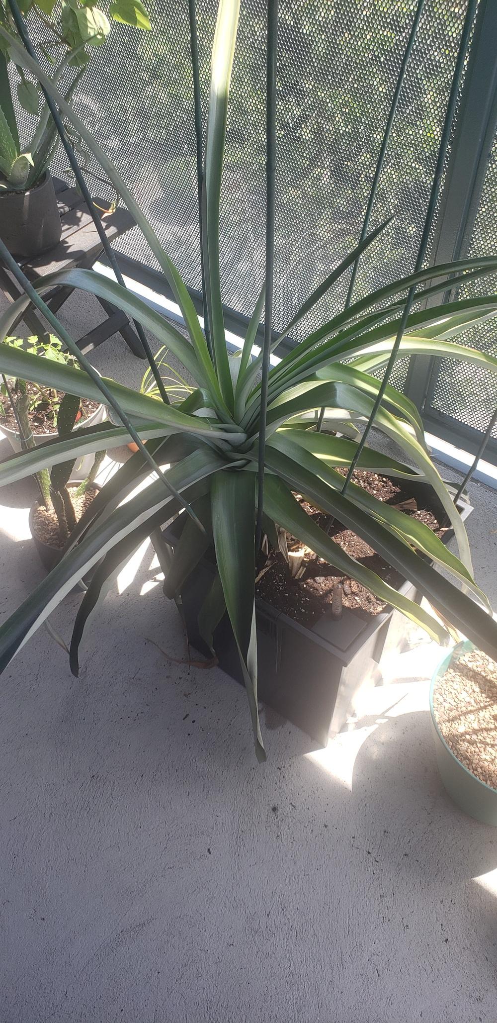 Pineapple Plant Dying in the Tropicals forum