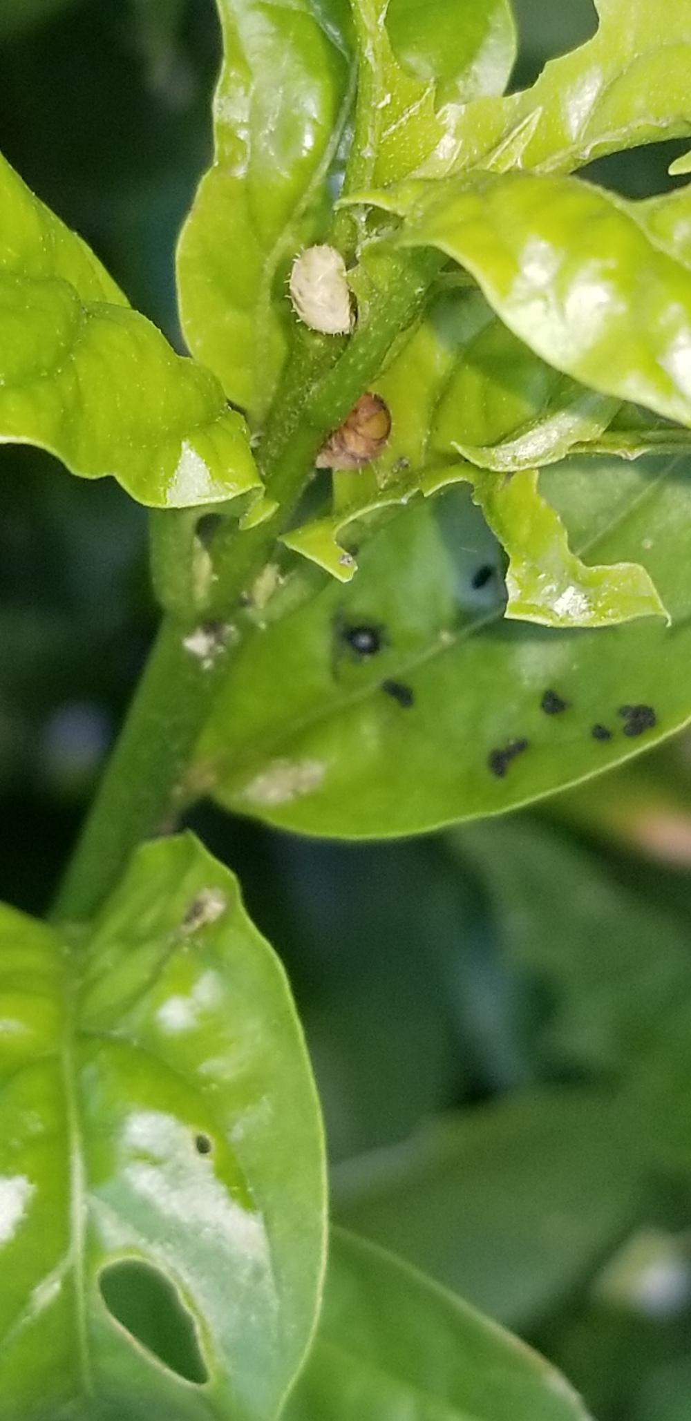 Night Blooming Jasmine in the Pests and Diseases forum
