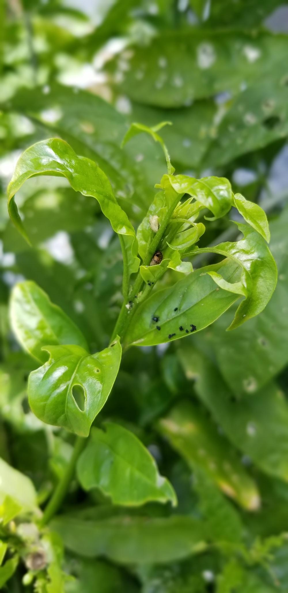 Night Blooming Jasmine in the Pests and Diseases forum