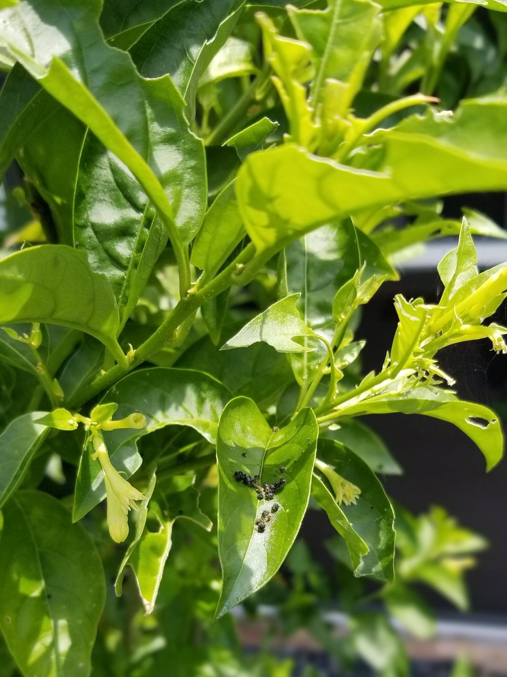 Night Blooming Jasmine in the Pests and Diseases forum