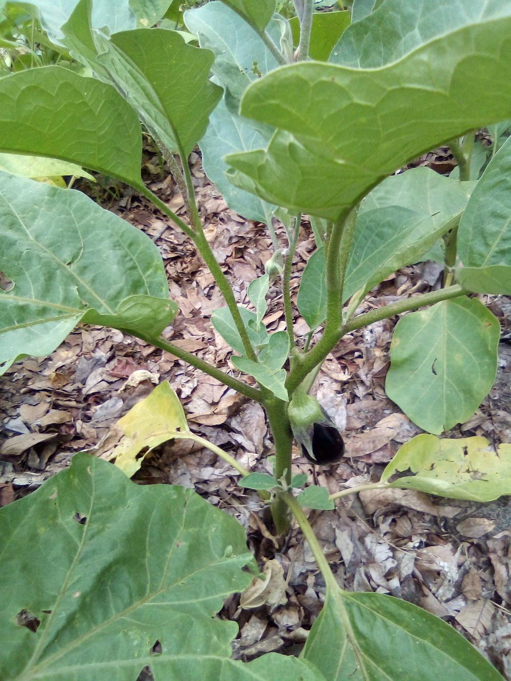 Eggplants Plant Care and Collection of Varieties