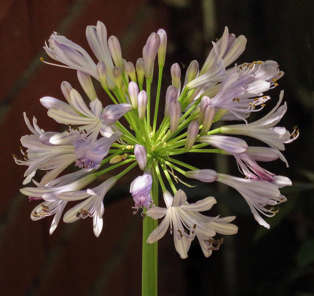 African Lilly (Agapanthus africanus Summer Sky) in the Agapanthus