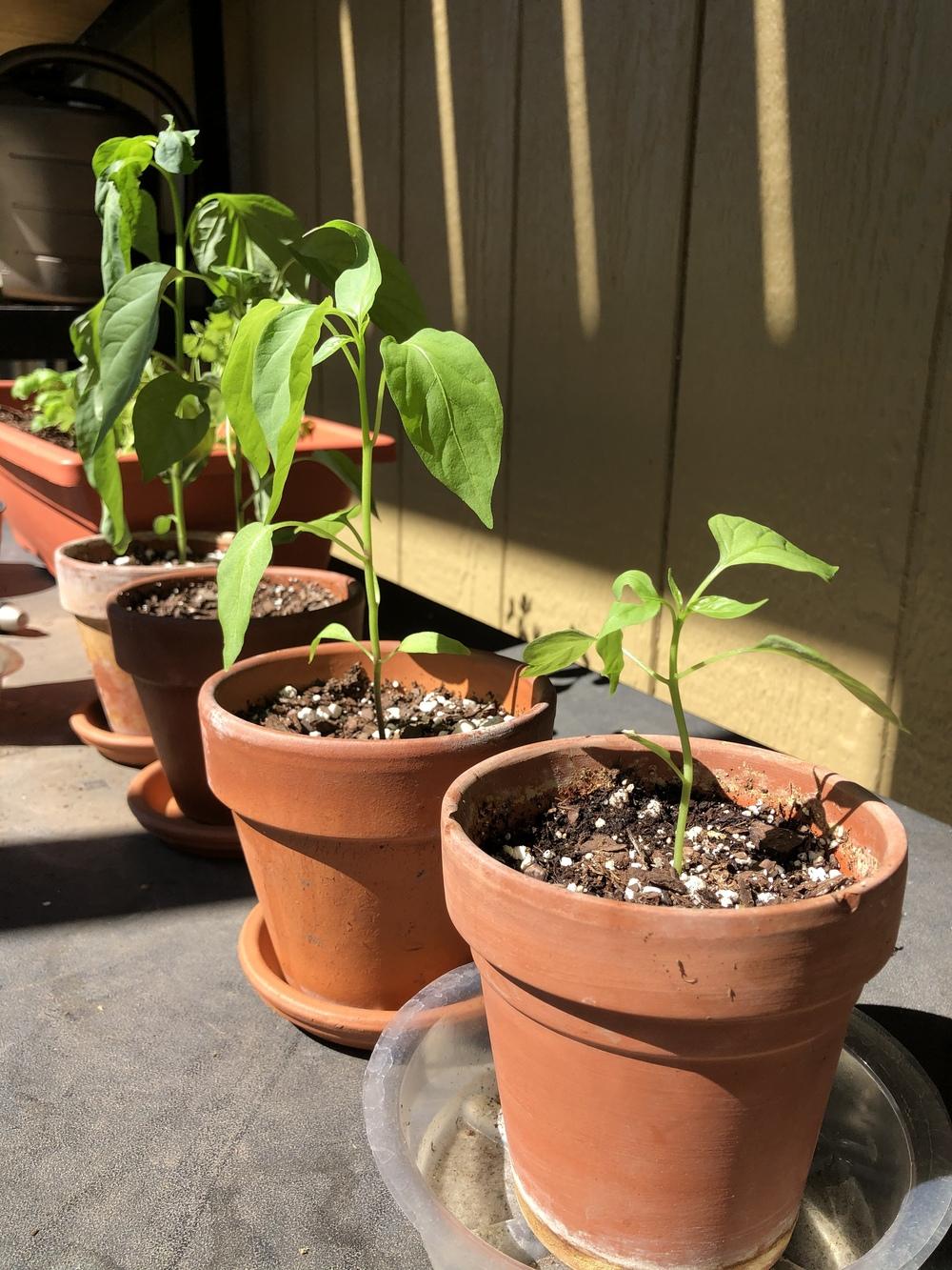 Jalapeño Drooping in Full Sun in the Ask a Question forum