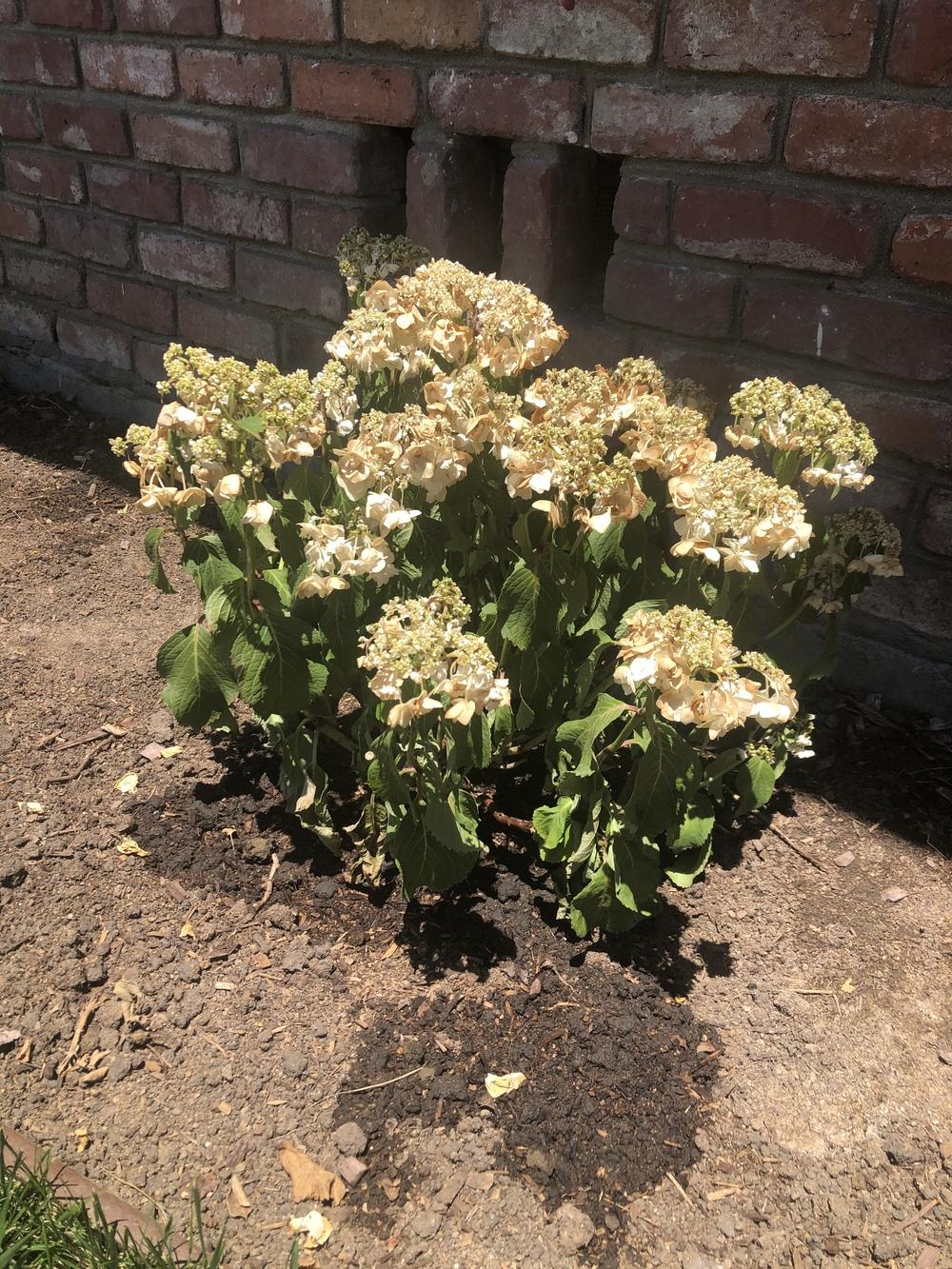 Why are half of my hydrangeas dying? in the Hydrangeas forum