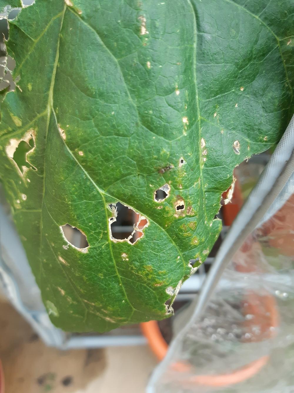 Bugs eating bean plants in the Ask a Question forum