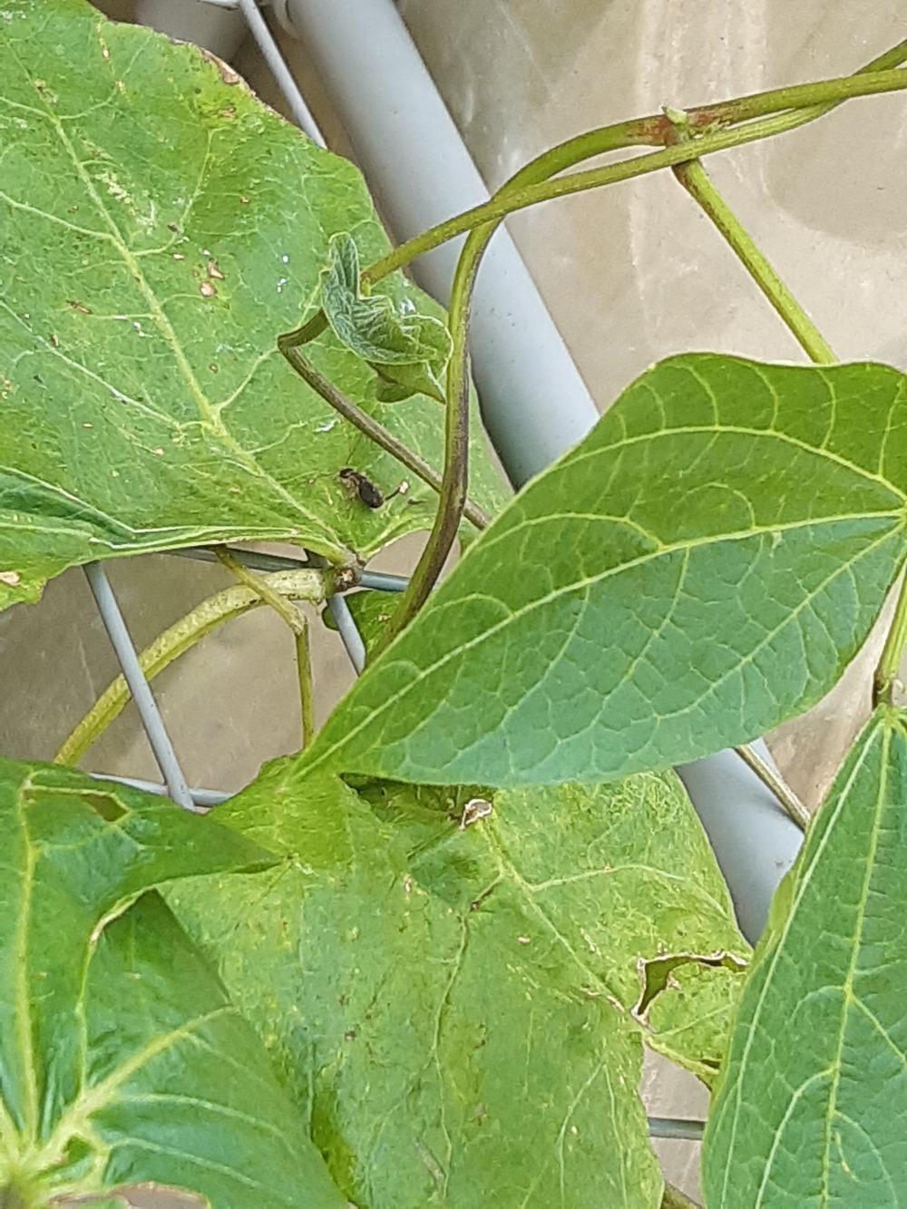 Bugs eating bean plants in the Ask a Question forum