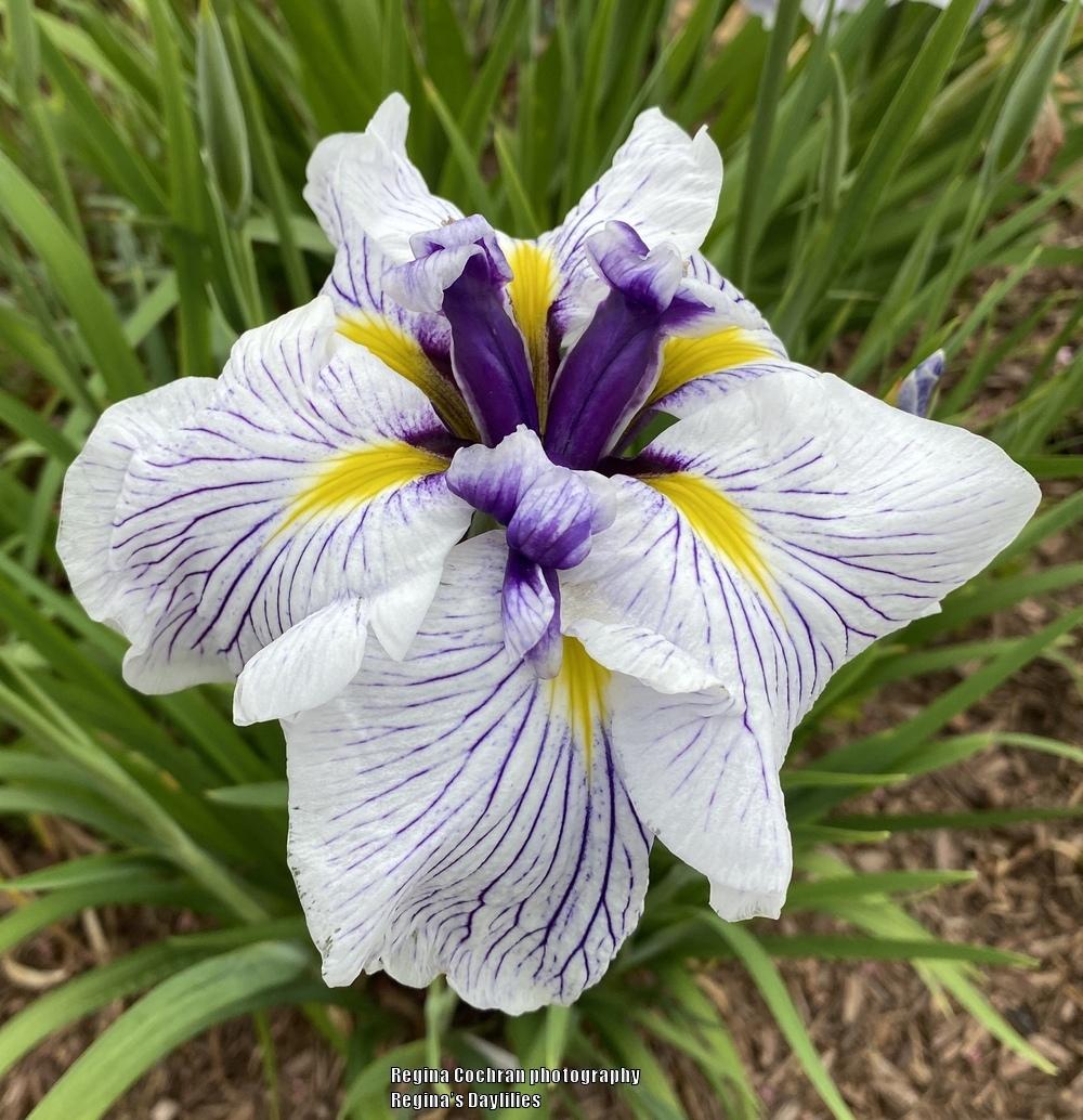 Japanese Iris (Iris ensata 'Caprician Butterfly') in the Irises