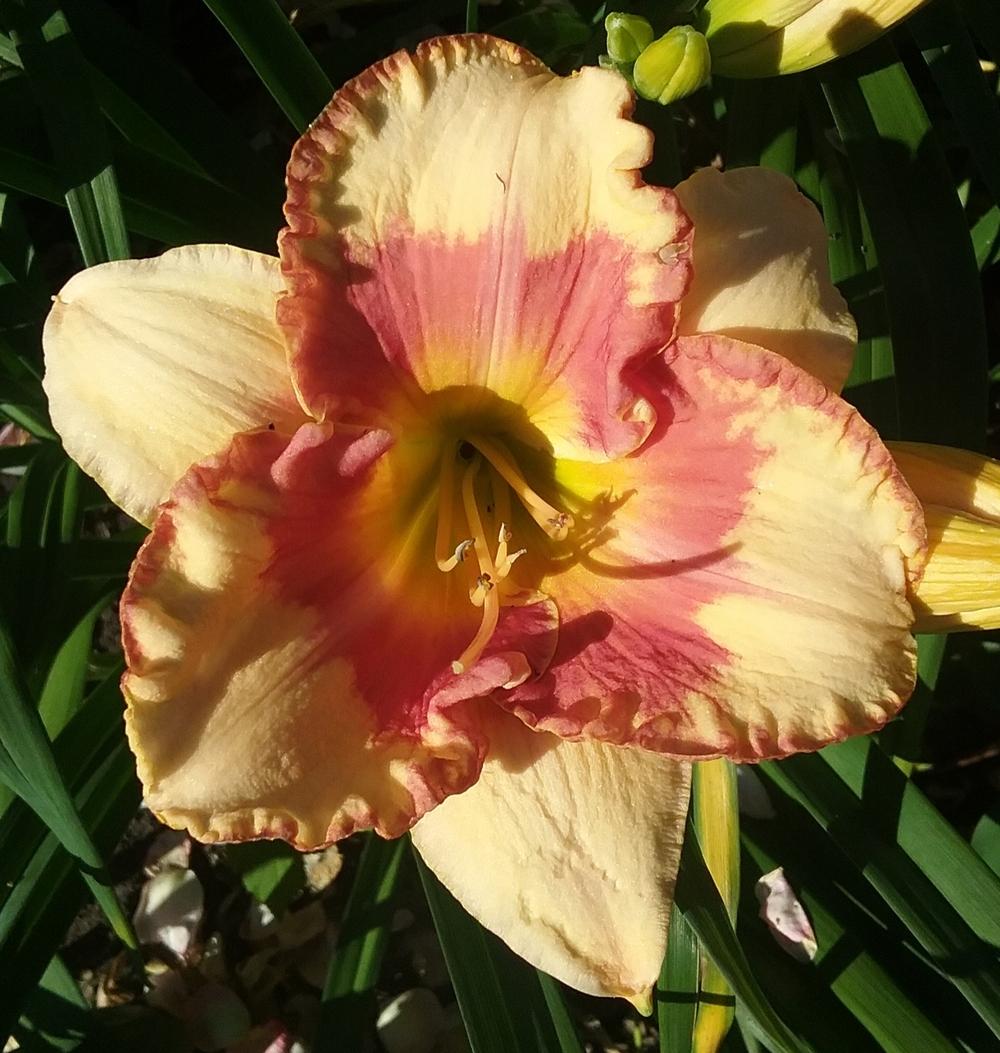 Photo of the bloom of Daylily (Hemerocallis 'Eskimo Kisses') posted by ...