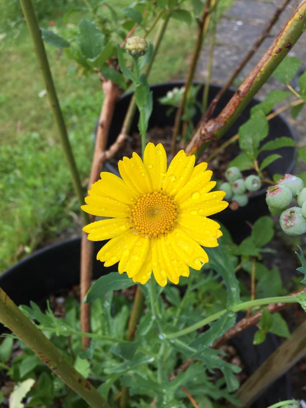 Wildflower appeared in UK garden in the Plant ID forum