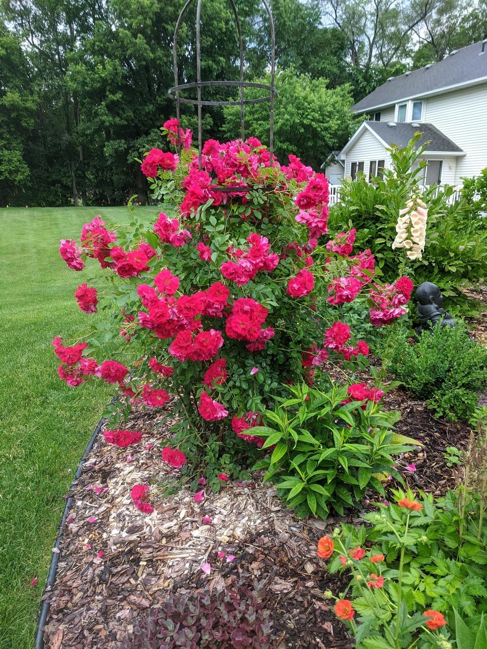 Rose (Rosa 'Adelaide Hoodless') in the Roses Database