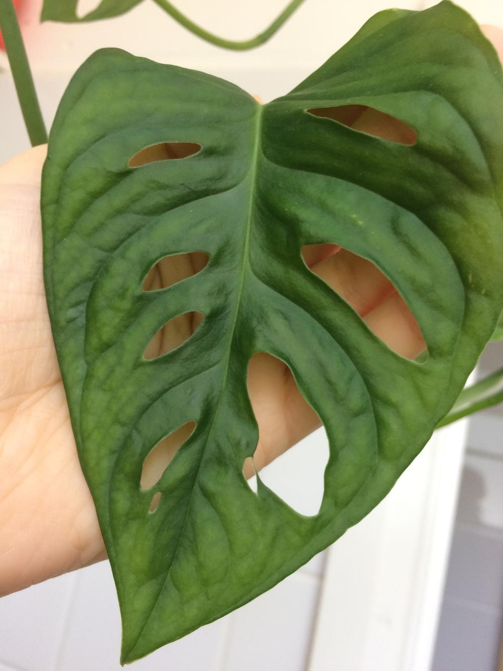 Houseplants Forum Leaves Fading Garden Org