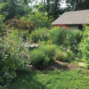 Posted by nativeplantlover