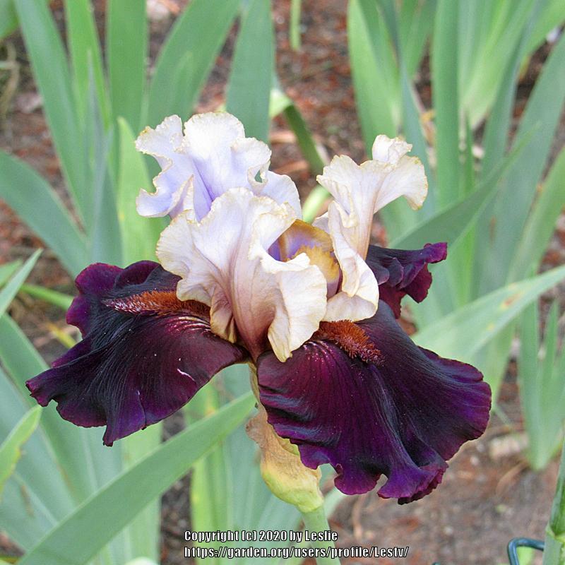 Tall Bearded Iris (Iris 'Untamed World') in the Irises Database