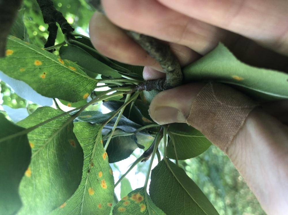 Fruit tree zone 7 Nashville in the Plant ID forum