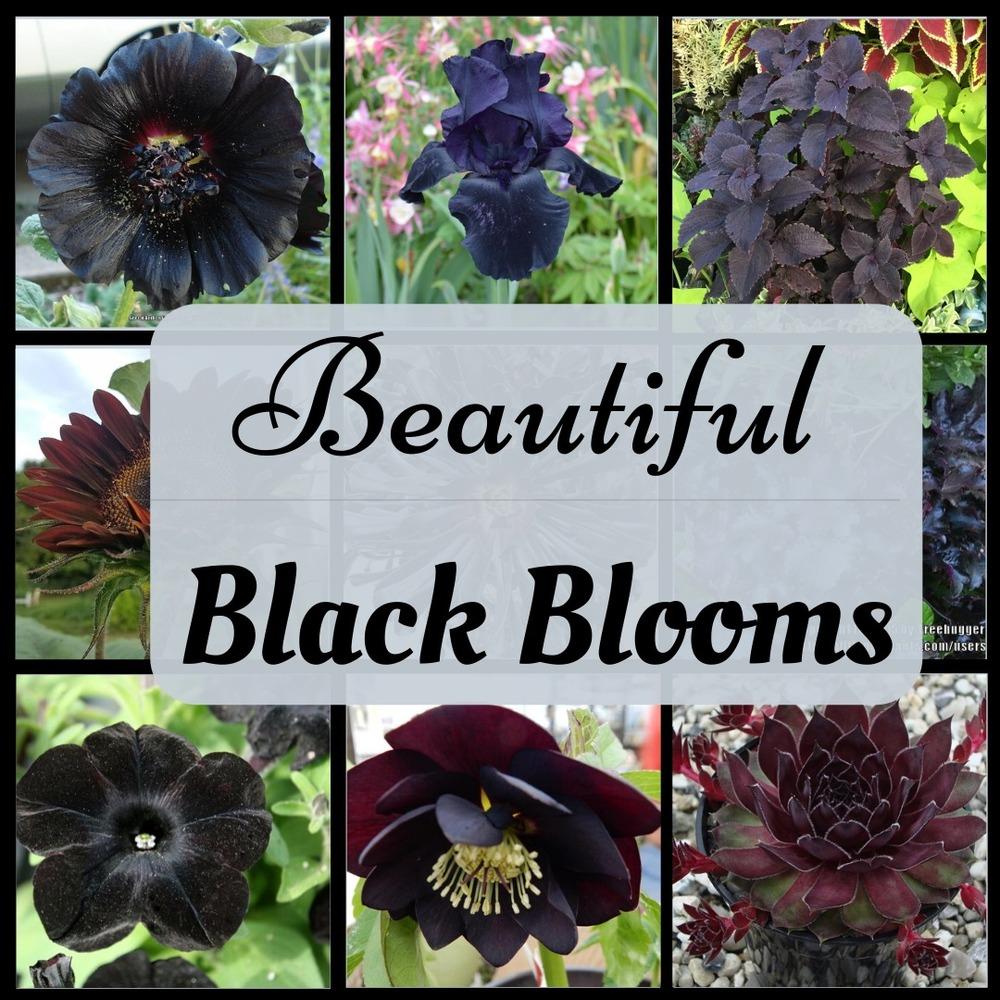 The Beauty of Black Flowers