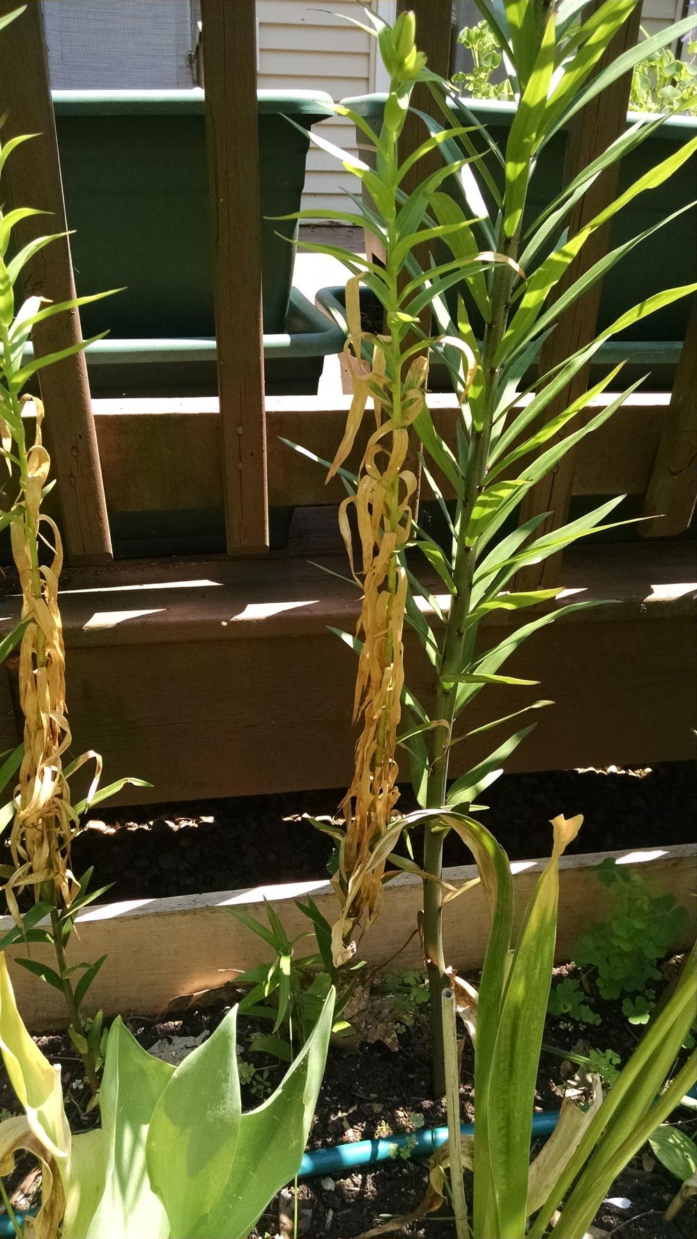 Lily leaves turning brown on the youngest plants in the Lilies forum