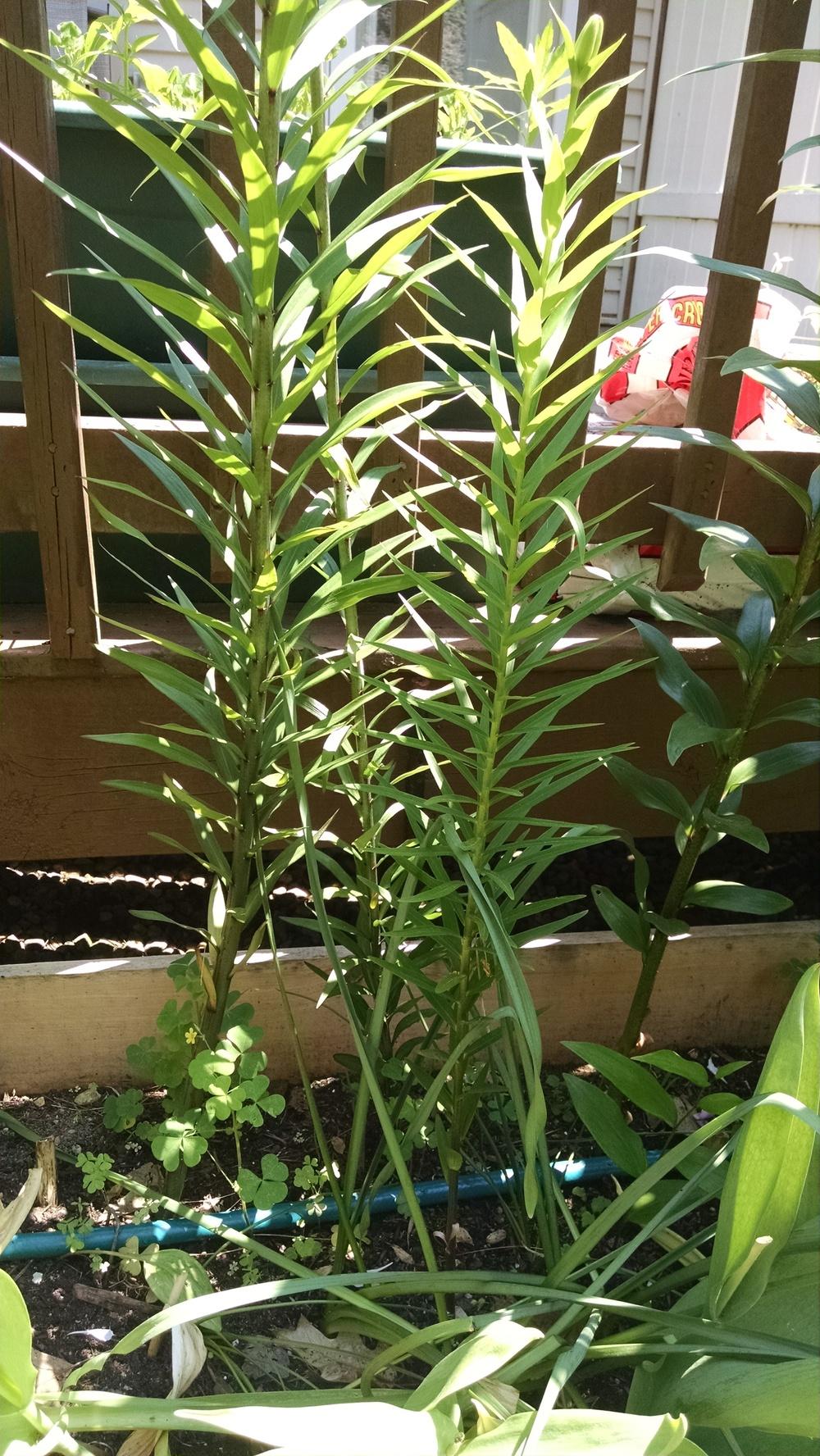 Lily leaves turning brown on the youngest plants in the Lilies forum
