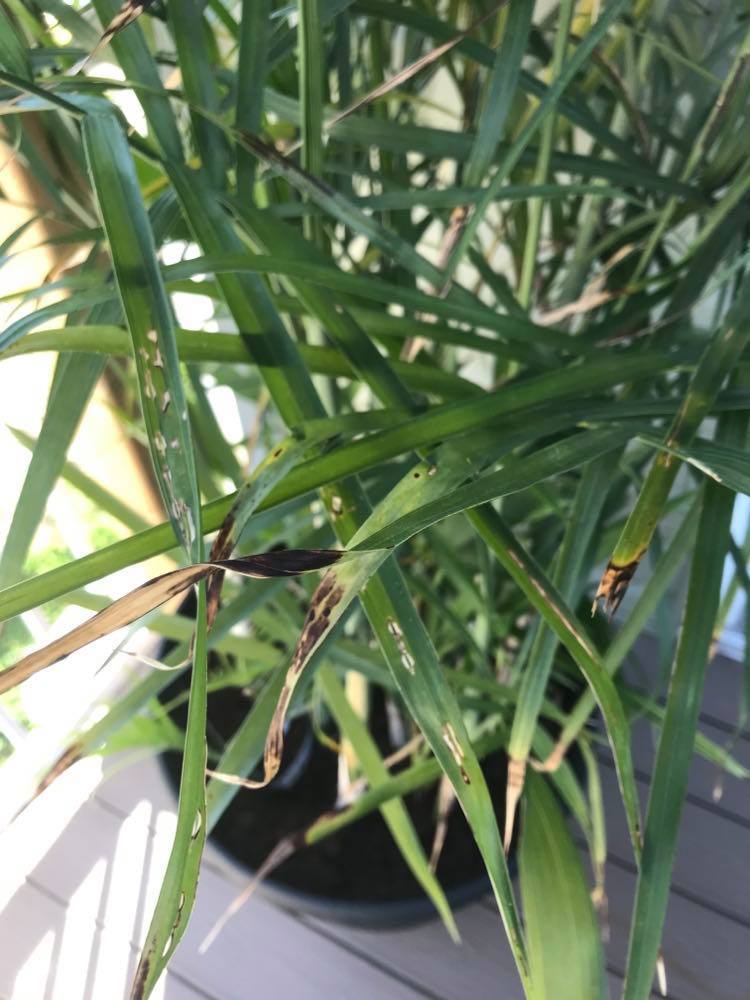 Tips on Bamboo Palm Turning Brown in the Ask a Question forum