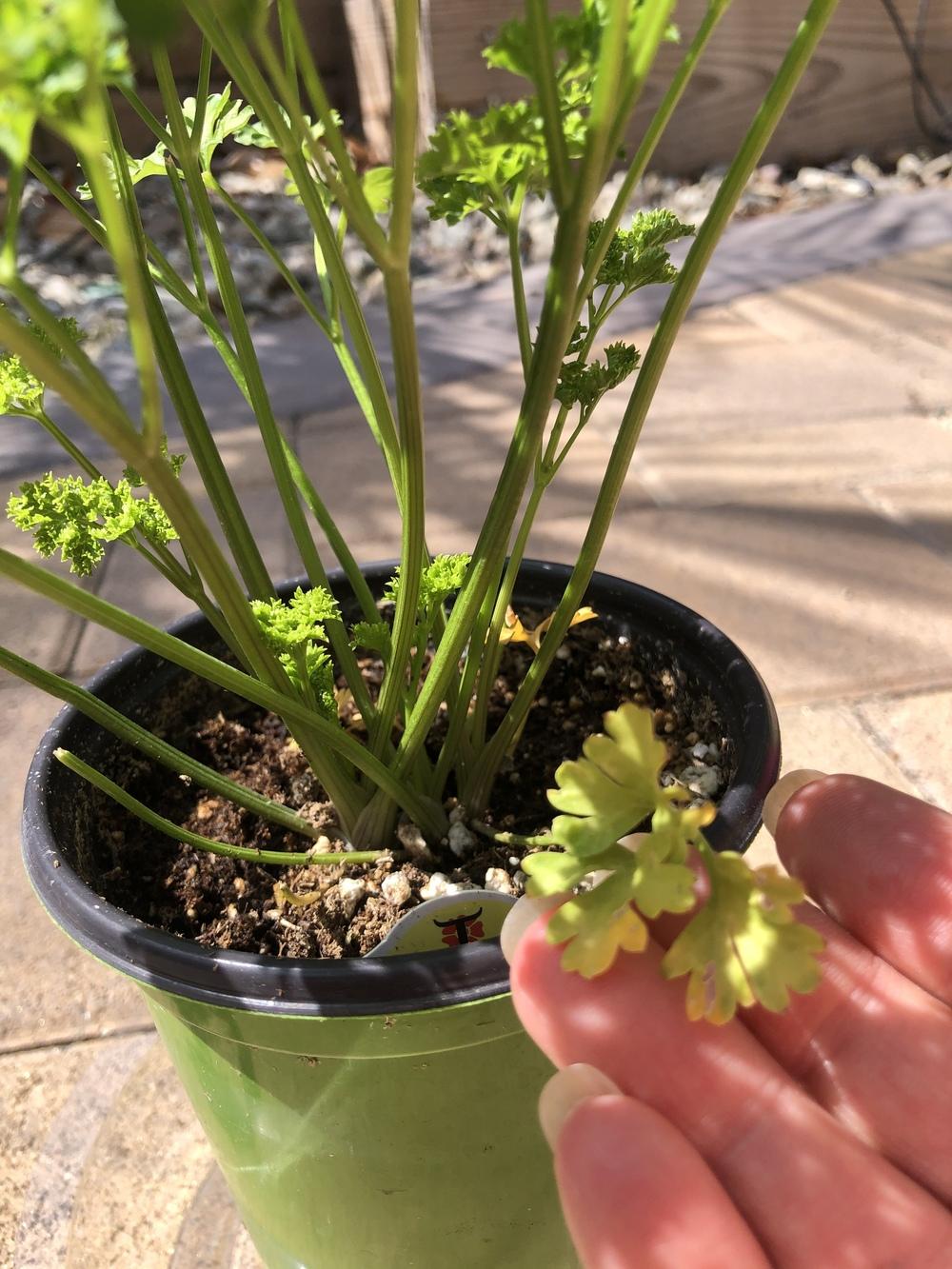 Is my parsley dying? in the Ask a Question forum