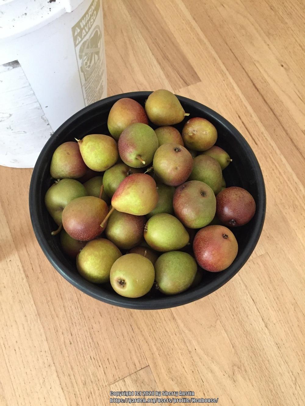 Fruit tree zone 7 Nashville in the Plant ID forum