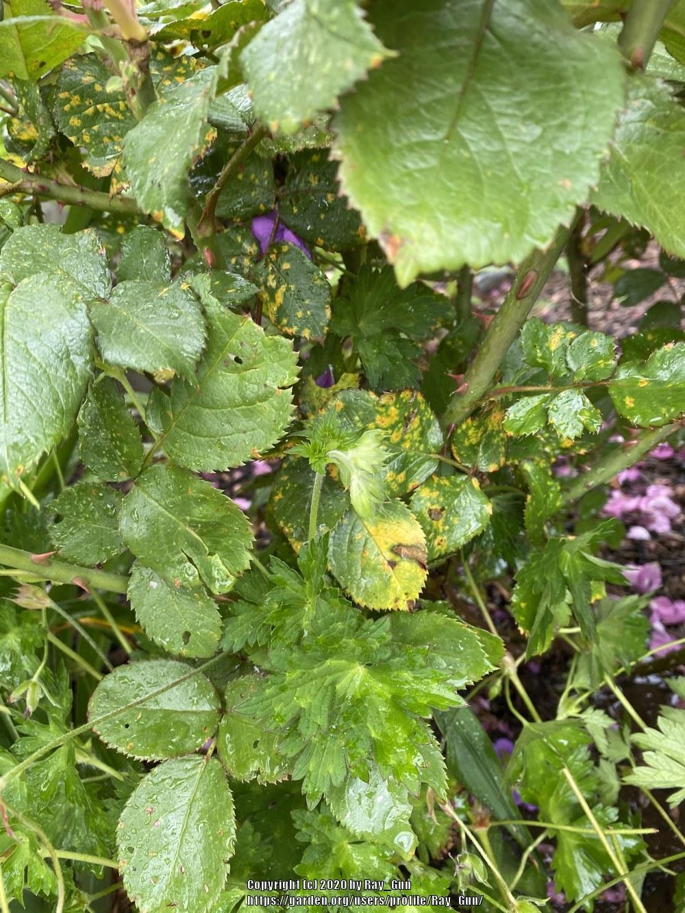 Is this rust? in the Roses forum - Garden.org