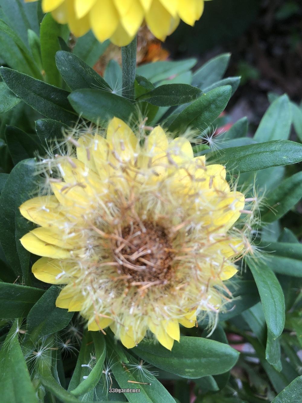 Strawflower (Xerochrysum bracteatum Dreamtime® Jumbo Yellow)