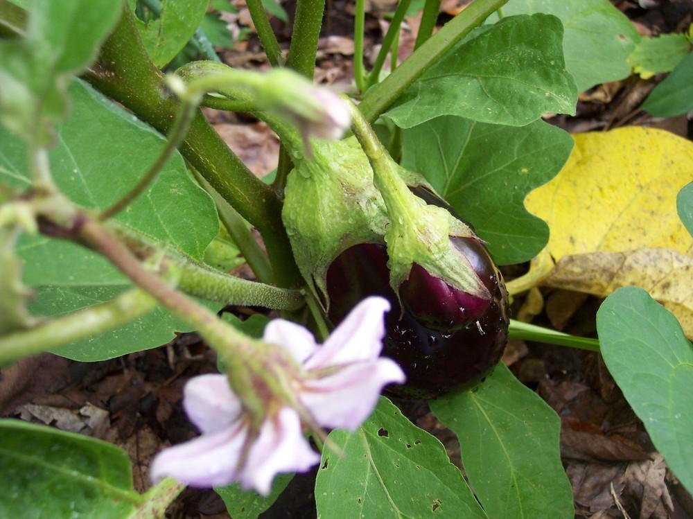 Eggplants Plant Care and Collection of Varieties