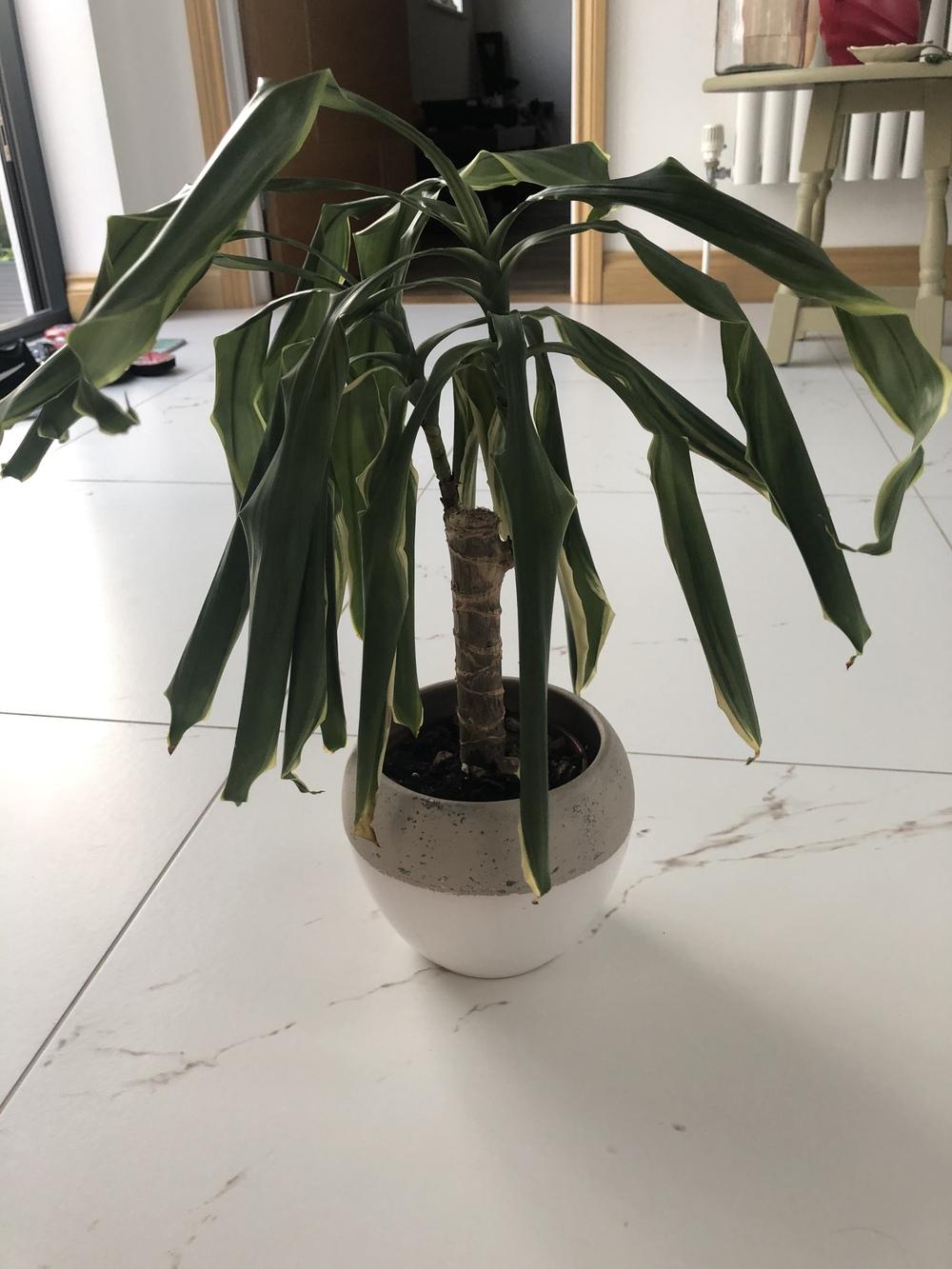 Ask A Question Forum Dragon Tree Golden Coast Droopy Leaves Garden Org