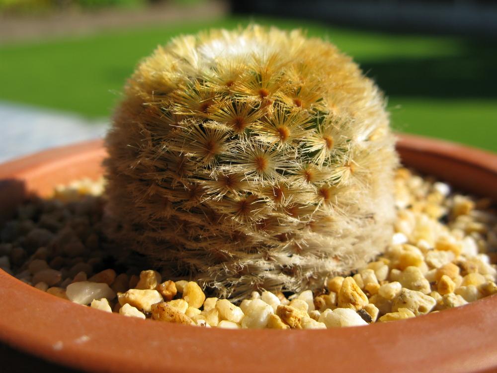 Photo of the entire plant of Isla Carmen Pincushion Cactus (Mammillaria