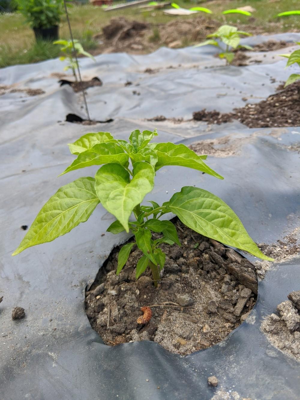 Young habanero plants have very light green leaves in the Ask a