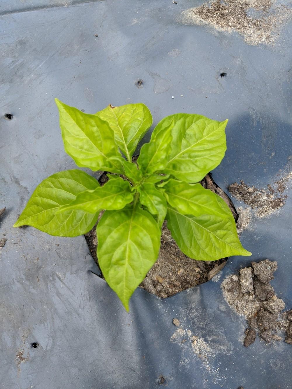 Young habanero plants have very light green leaves in the Ask a