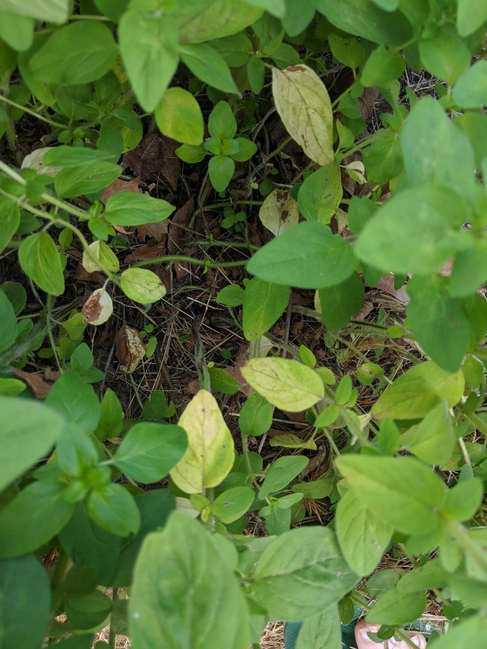Oregano lower leaves turning yellow in the Ask a Question forum