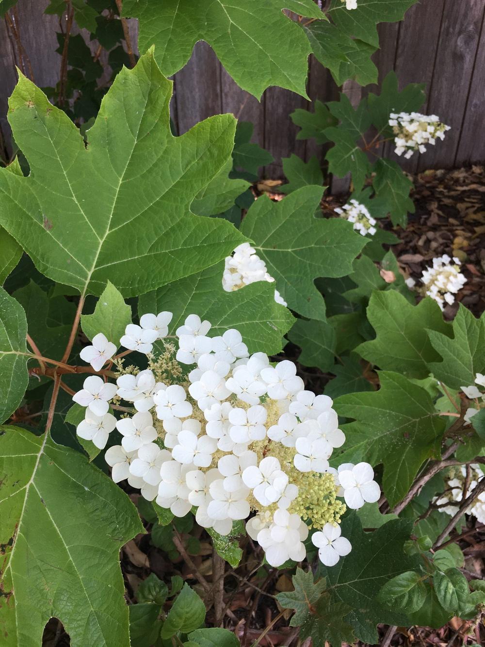 Photo of the bloom of Oakleaf Hydrangea (Hydrangea quercifolia Snow