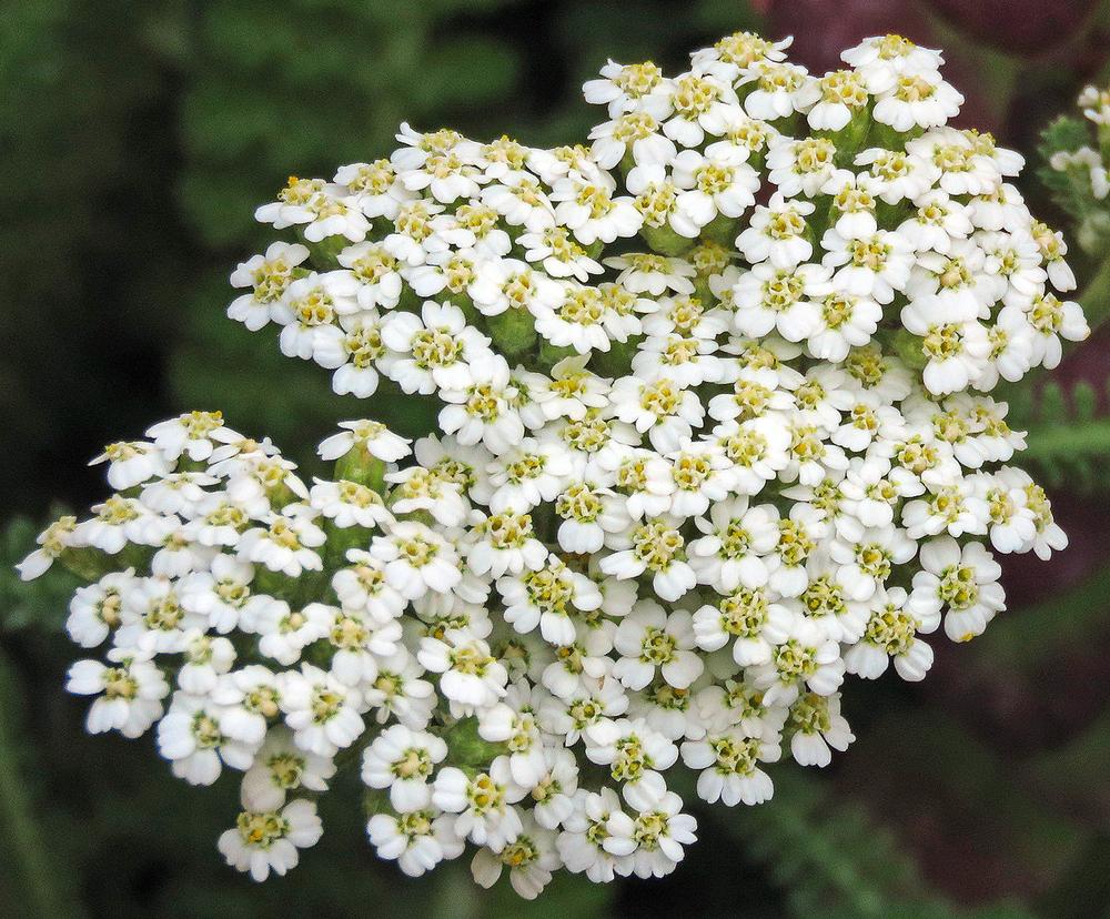 Yarrow (Achillea millefolium 'Sonoma Coast') in the Yarrows Database