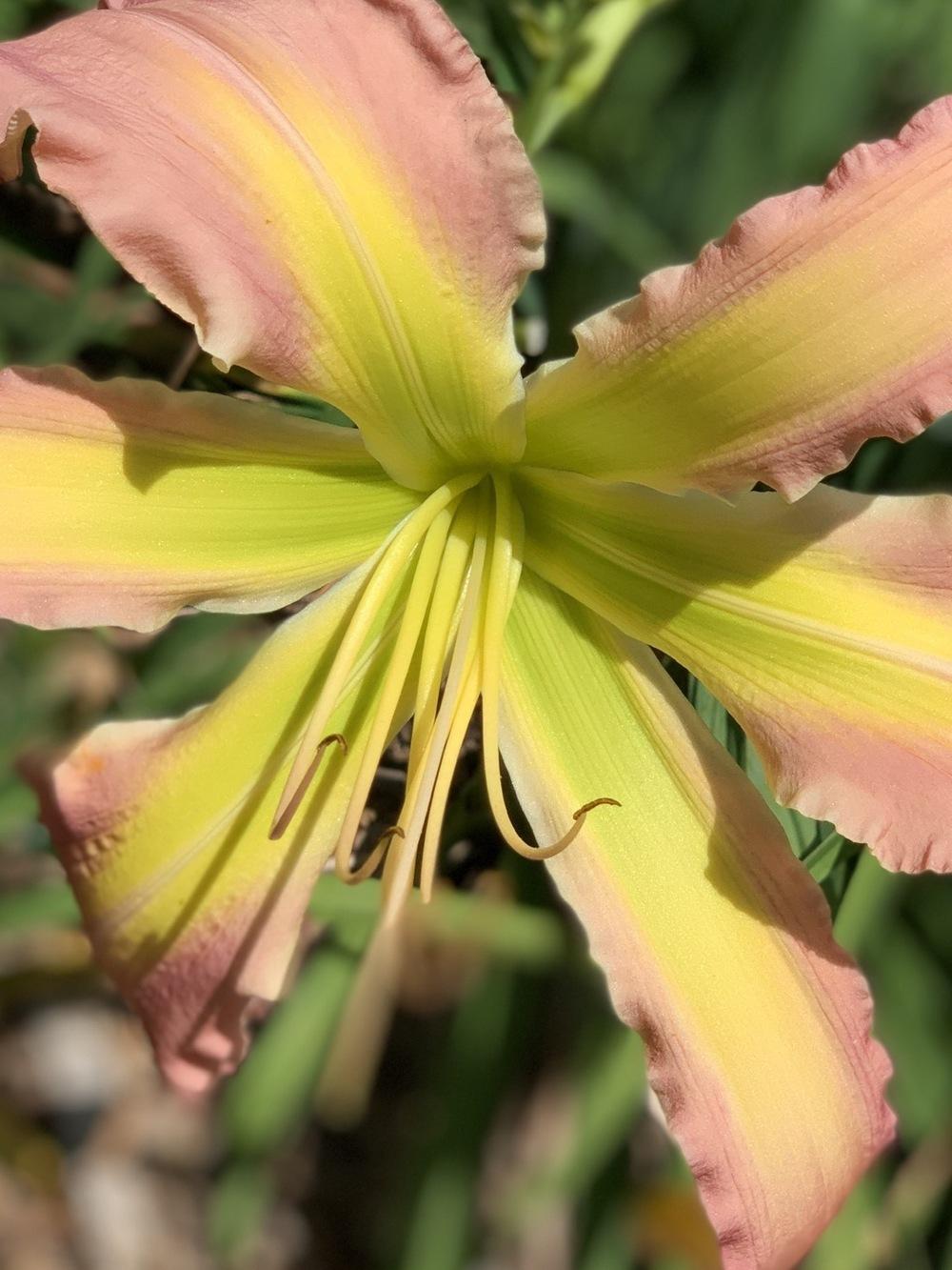 Photo of the bloom of Daylily (Hemerocallis 'Mr and Mrs Bubbs') posted