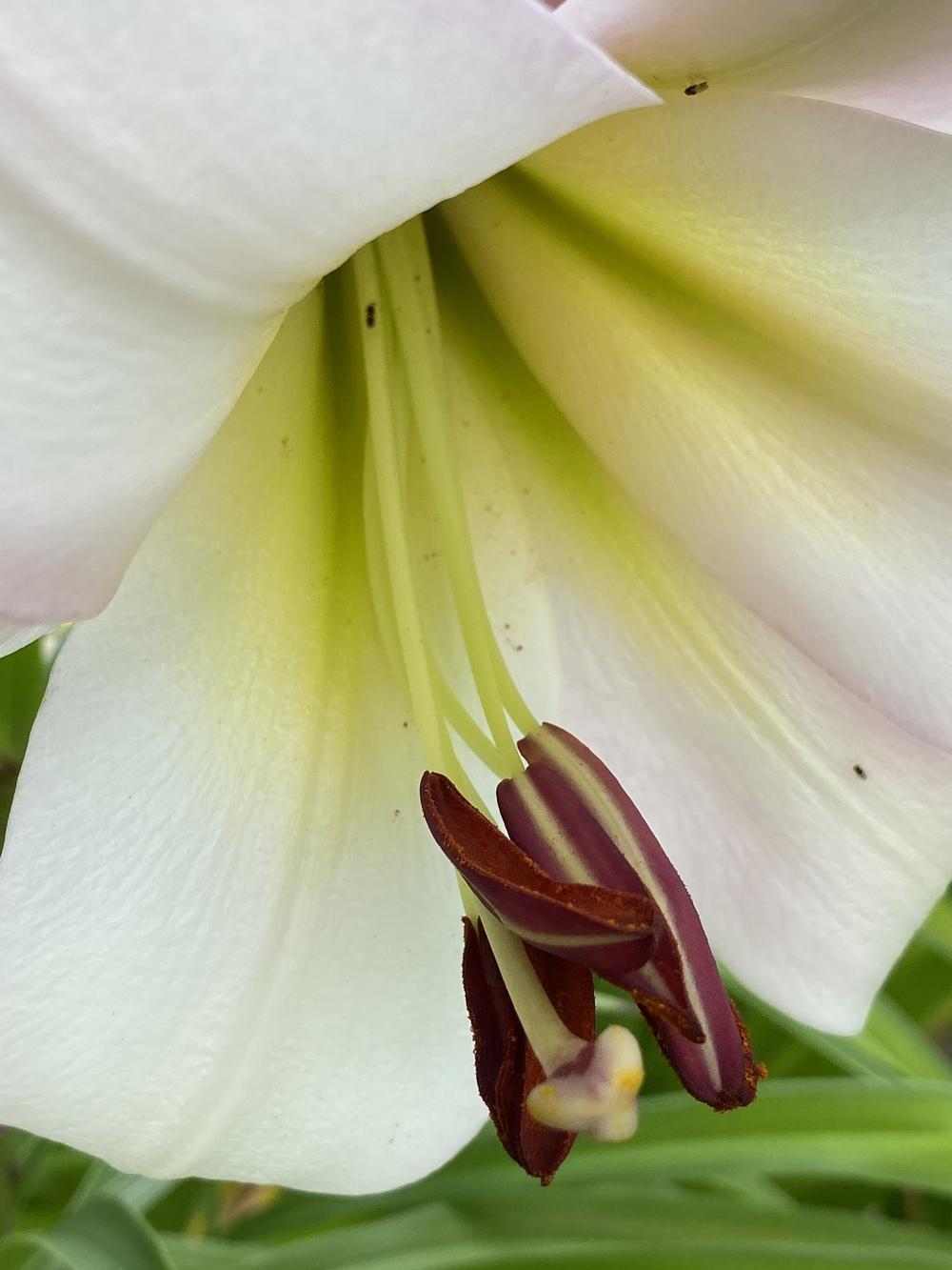 Photo of the bloom of Lily (Lilium 'Eastern Moon') posted by Legalily