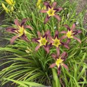 Location: My garden in Warrenville, SCDate: 2020-06-27