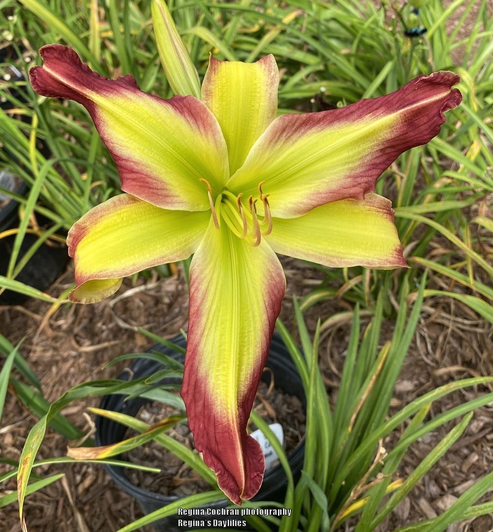 Daylily (Hemerocallis 'Till the Cats Come Home') in the Daylilies