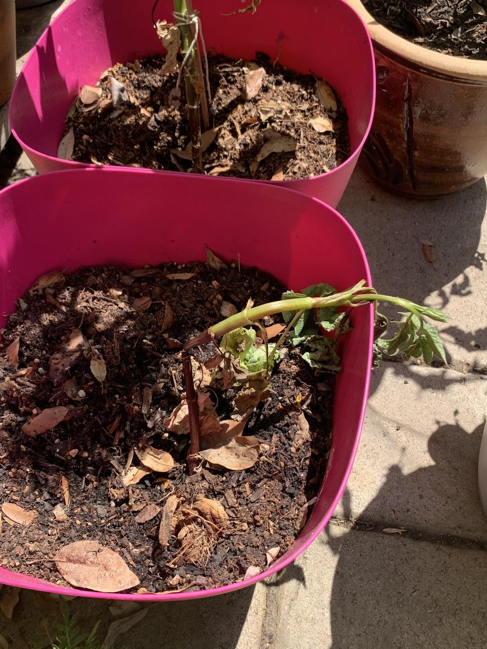 My dahlias drooping in the Dahlias forum