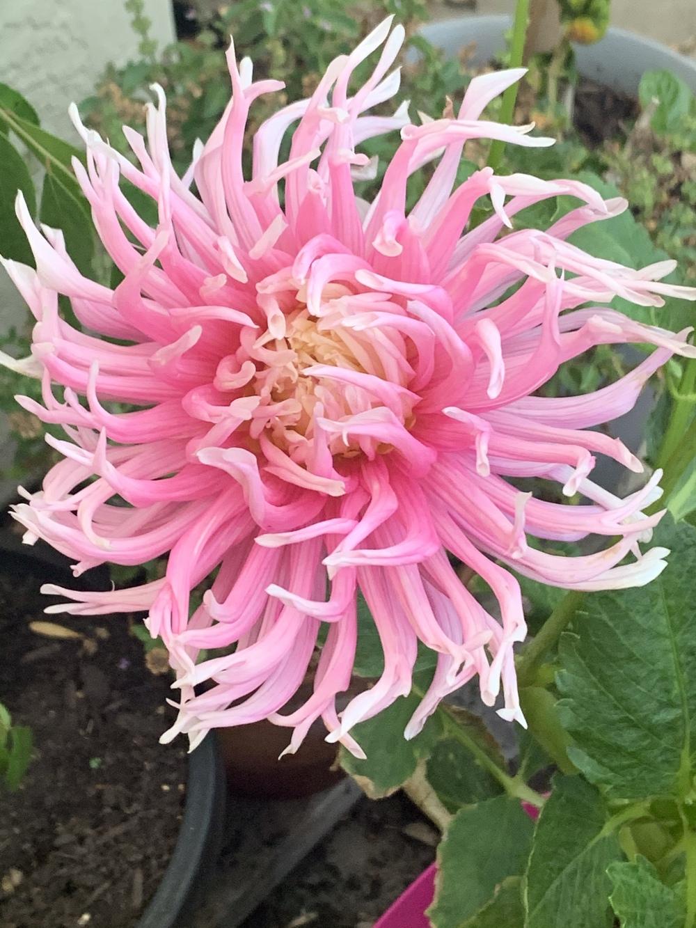 My dahlias drooping in the Dahlias forum
