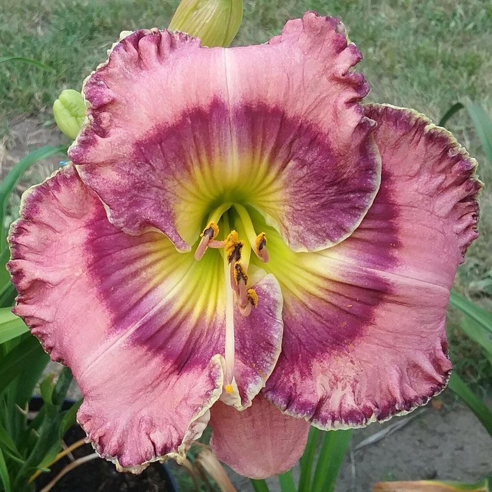 Daylily (Hemerocallis 'Art in Motion') in the Daylilies Database