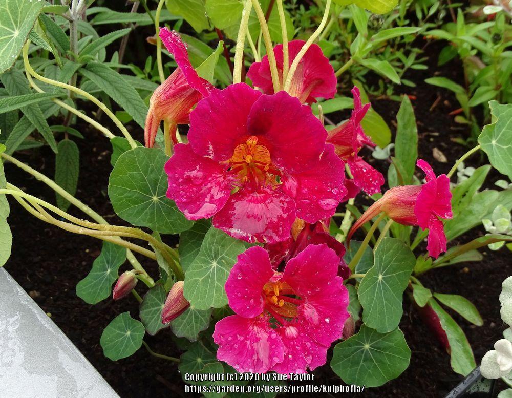 Photo of the bloom of Nasturtium (Tropaeolum majus 'Baby Rose') posted