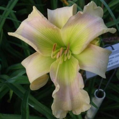 Daylily (Hemerocallis 'Fashion Legacy') in the Daylilies Database
