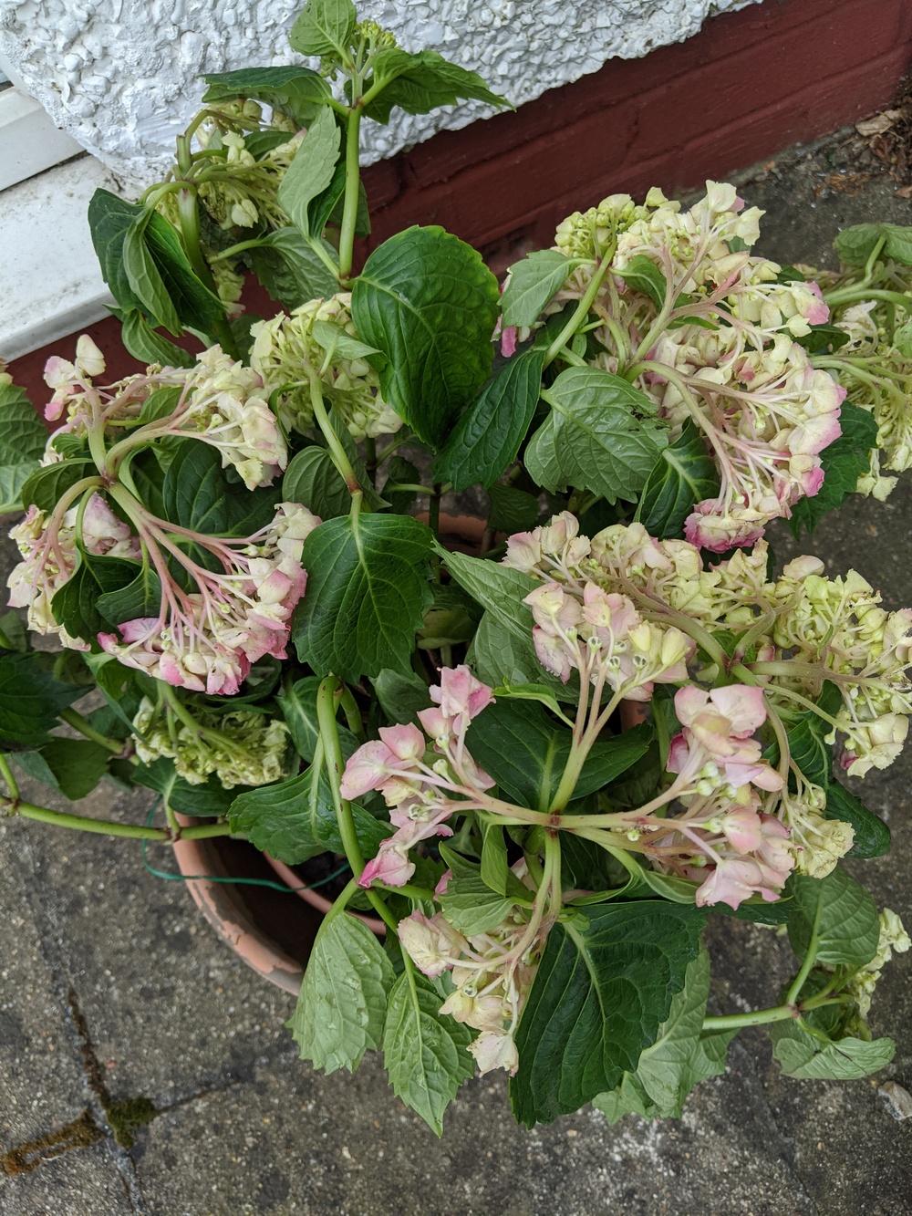 Help!!! Newly planted Hydrangeas are dying! in the Hydrangeas forum