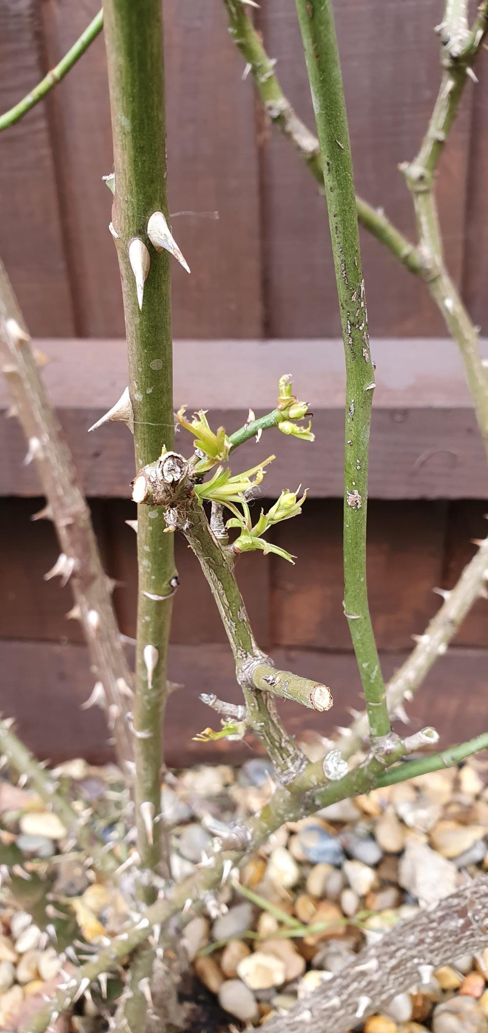 Rose bush dying? in the Roses forum